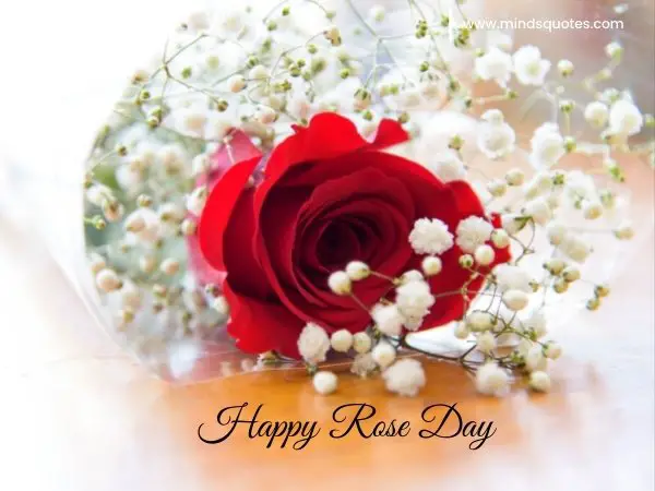 70+ Best Happy Rose day Quotes, Wishes, Messages, Images 19 Happy Rose Day Images