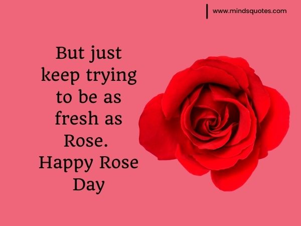 70+ Best Happy Rose day Quotes, Wishes, Messages, Images 10 love rose day images