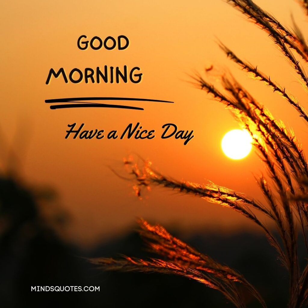 50 Good Morning Have a Nice Day Images Make It a Great Day 4 Good Morning Have a Nice Day