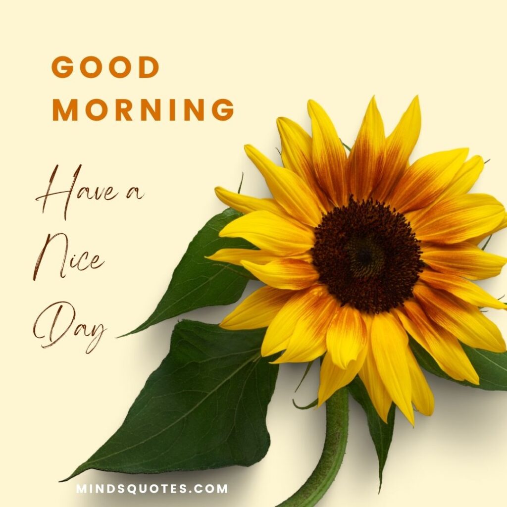 50 Good Morning Have a Nice Day Images Make It a Great Day 13 Good Morning Have a Nice Day