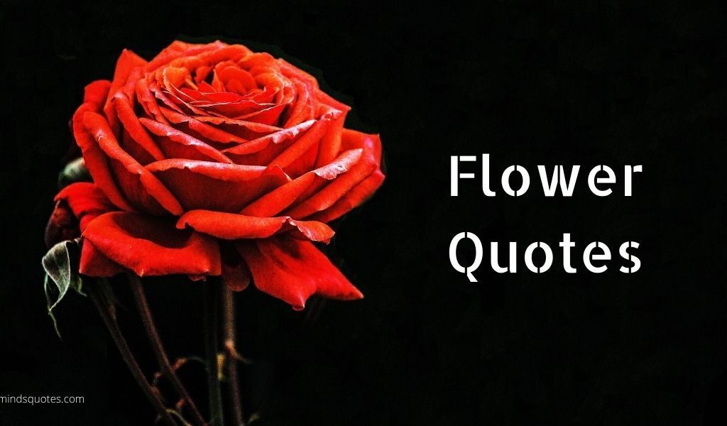 55+ BEST Flower Quotes For Love and Life & Peace 