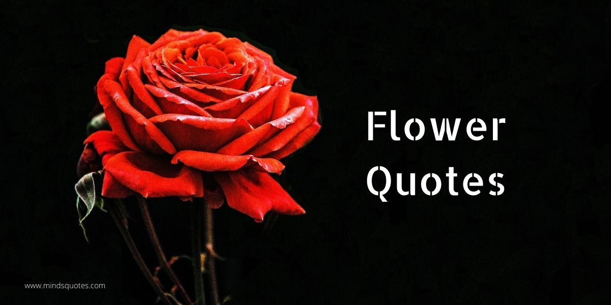 55+ BEST Flower Quotes For Love and Life & Peace 