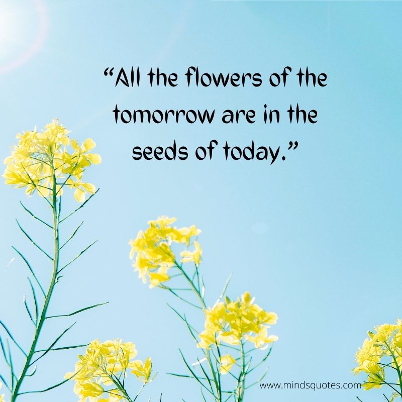 Flowers Quotes for Instagram