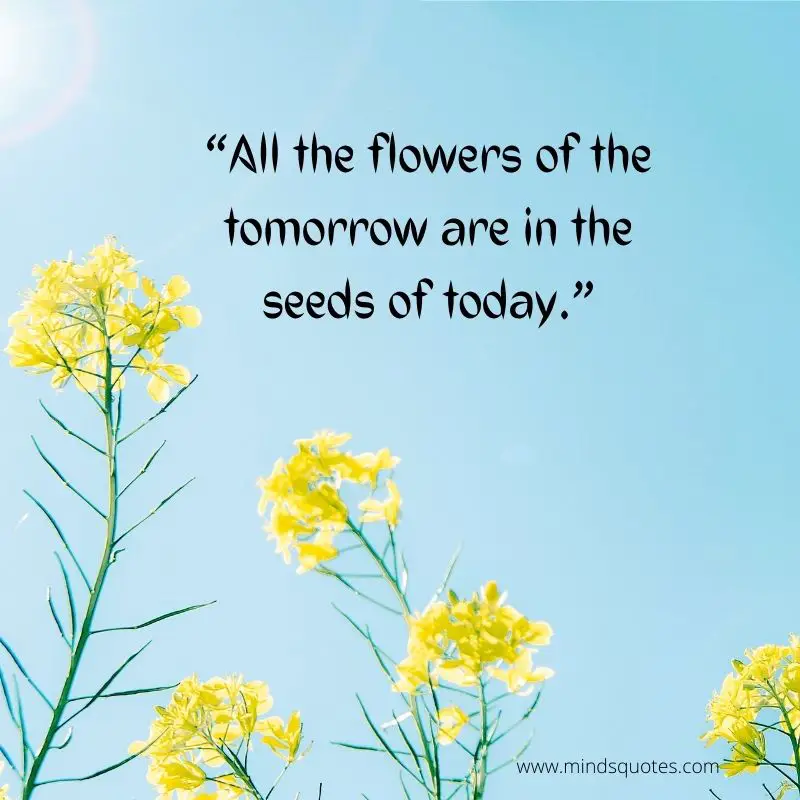 55+ BEST Flower Quotes For Love and Life & Peace 17 Flowers Quotes for Instagram