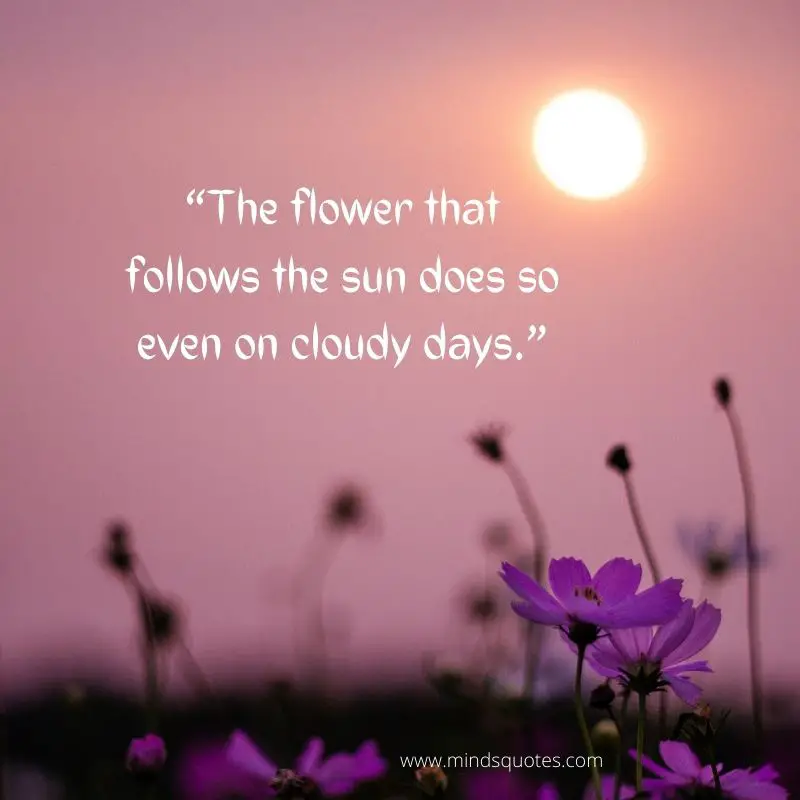 55+ BEST Flower Quotes For Love and Life & Peace 21 best flower quotes