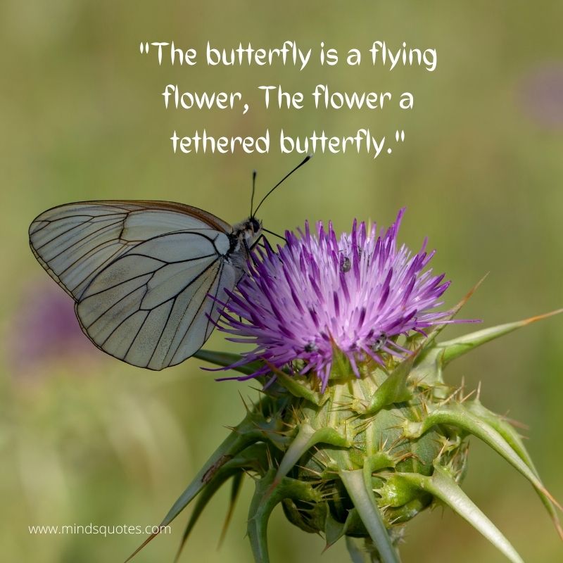 butterfly and flower quotes