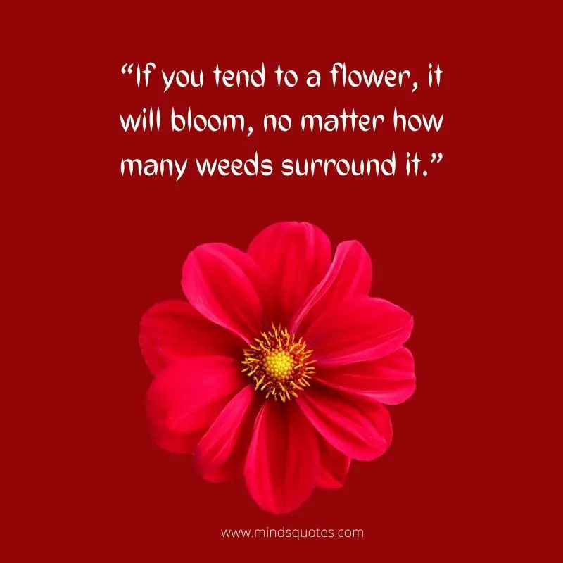 55+ BEST Flower Quotes For Love and Life & Peace 13 flower sayings