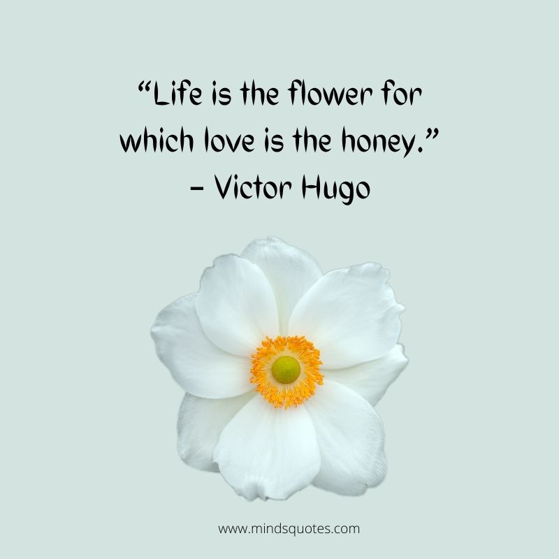 55+ BEST Flower Quotes For Love and Life & Peace 6 quotes on flowers and life for whatsapp Staus