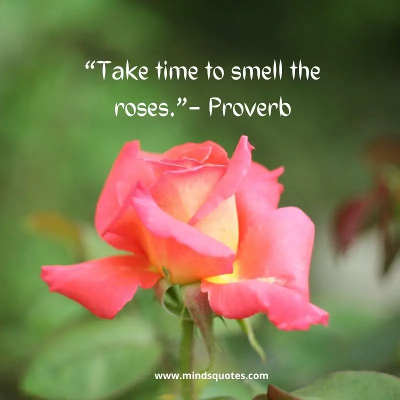 55+ BEST Flower Quotes For Love and Life & Peace 27 red rose love quotes