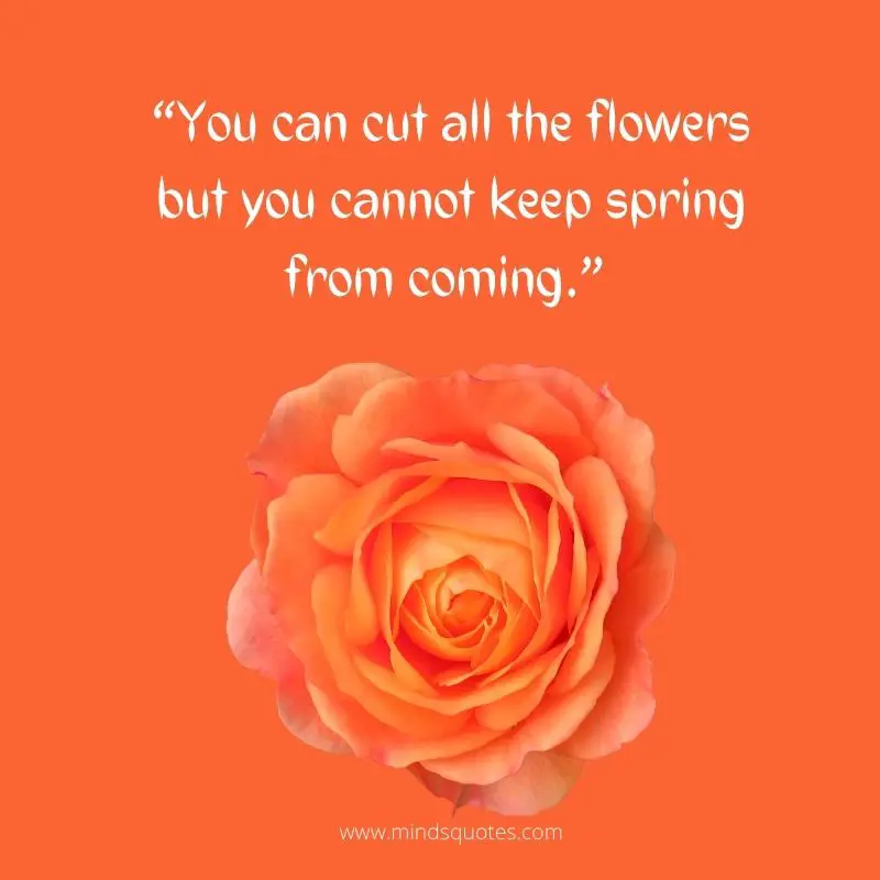 55+ BEST Flower Quotes For Love and Life & Peace 15 yellow rose quotes