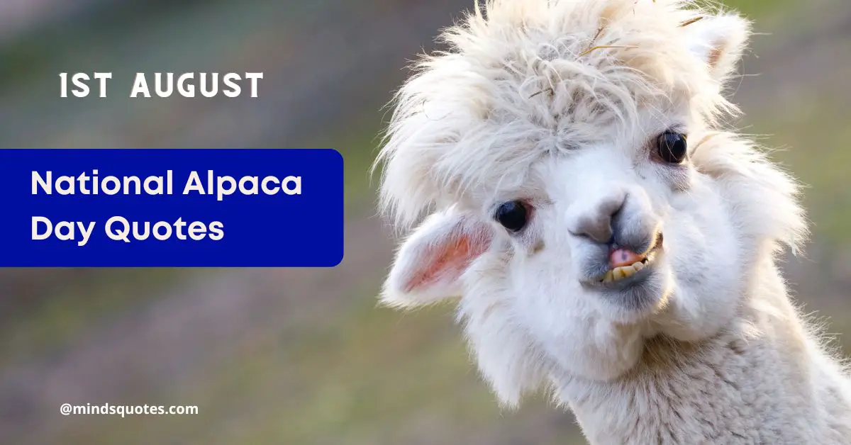 17 BEST National Alpaca Day Quotes & Message