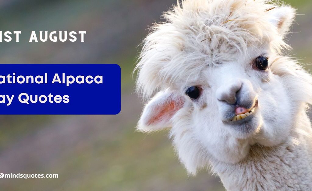 17 BEST National Alpaca Day Quotes & Message