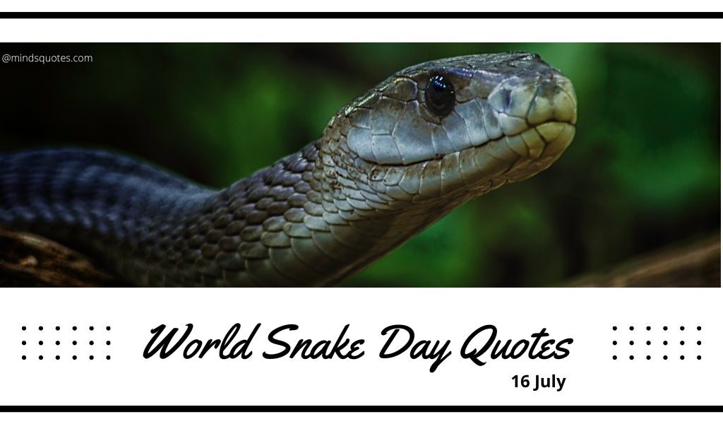53+ BEST World Snake Day Quotes, Wishes & Messages