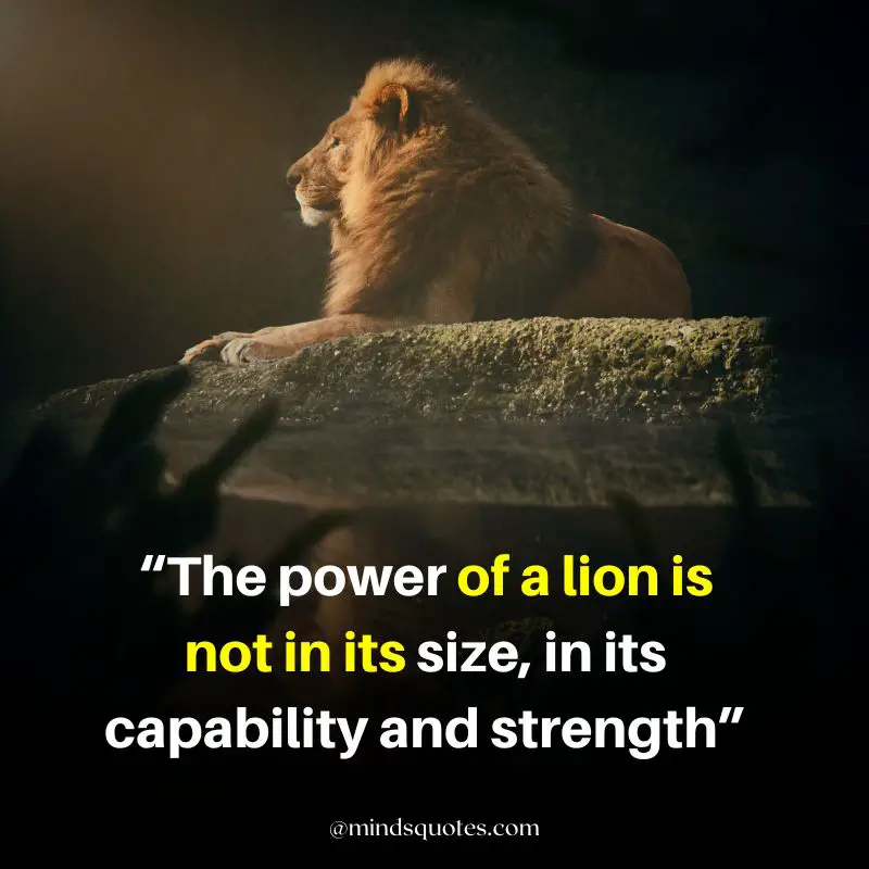 92+ BEST Warrior Lion Quotes on Attitude, Success & Savage 9 Attitude Powerful Lion Quotes