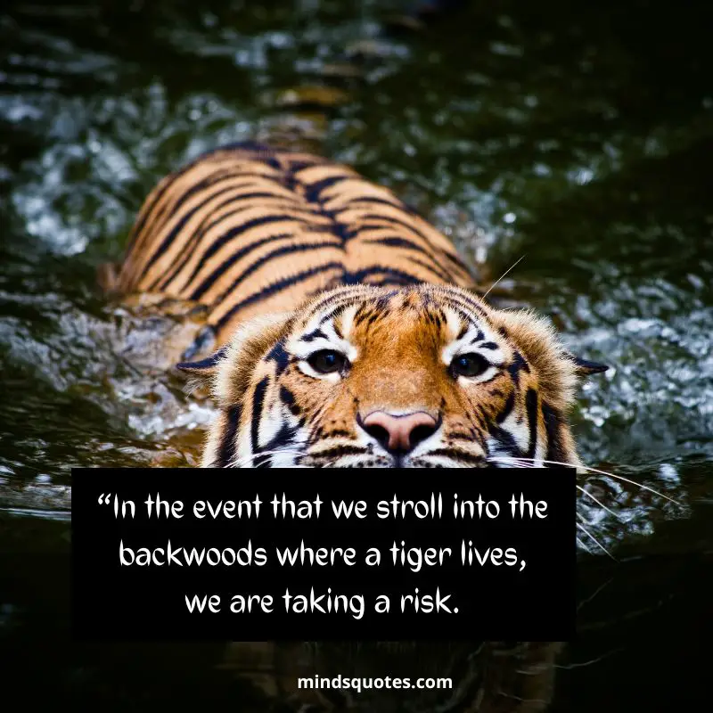 50+ BEST International Tiger Day Quotes, Wishes & Message 12 Happy International Tiger Day Message