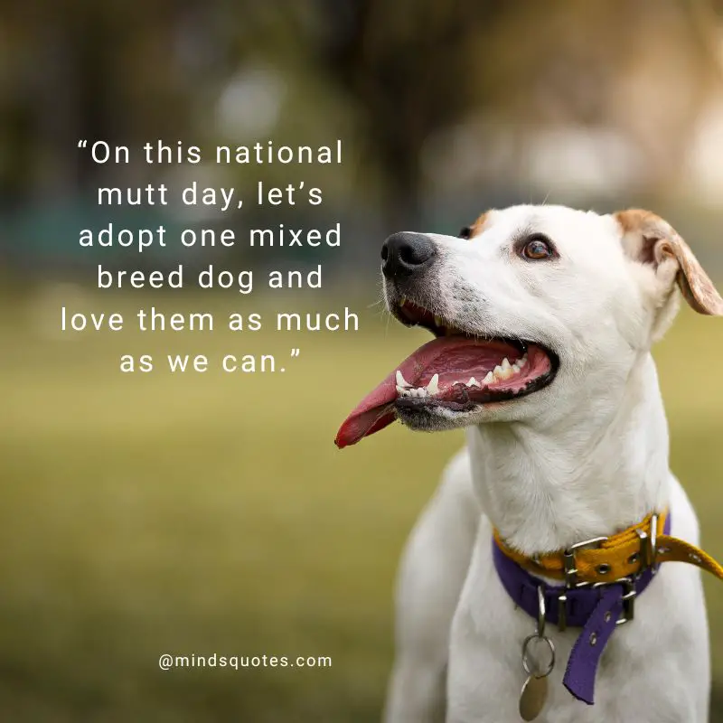25+ BEST Happy National Mutt Day Quotes, Wishes & Messages 5 Happy National Mutt Day Wishes