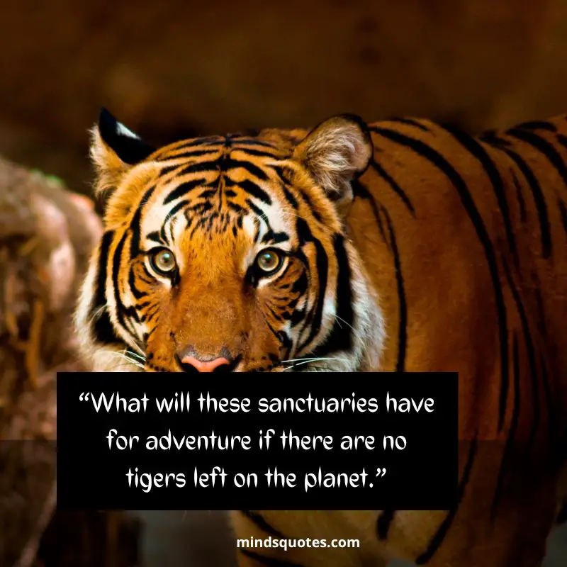 50+ BEST International Tiger Day Quotes, Wishes & Message 11 Happy International Tiger Day Message 2022