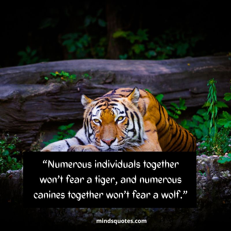 International Tiger Day Message