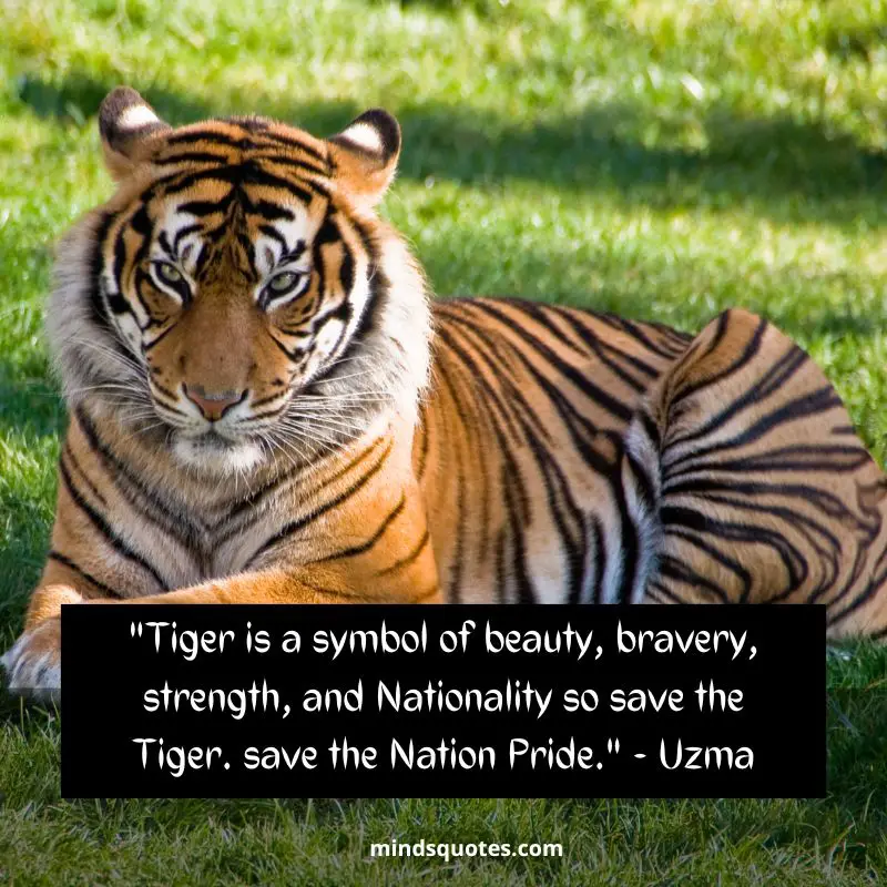 50+ BEST International Tiger Day Quotes, Wishes & Message 5 International Tiger Day Quotes in English
