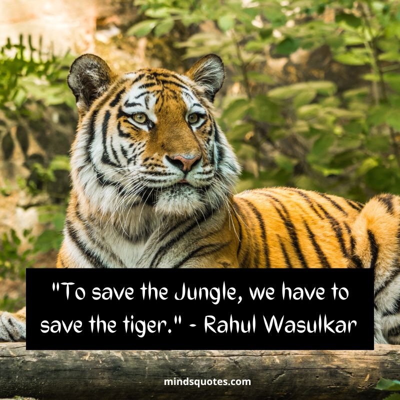 50 BEST International Tiger Day Quotes Wishes Message