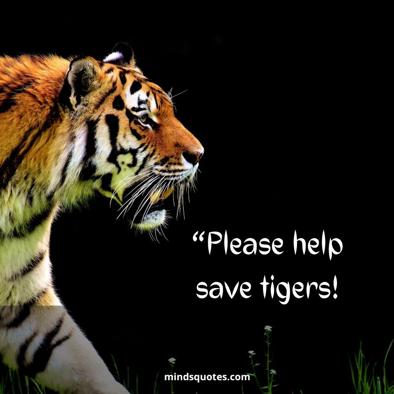 International Tiger Day Slogans 