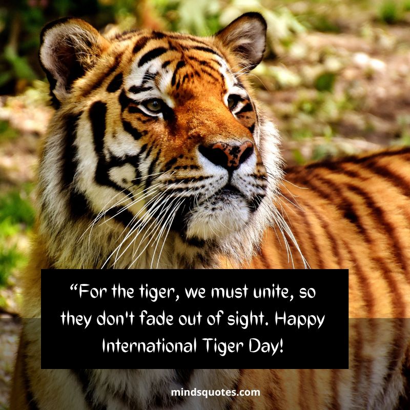 International Tiger Day Wishes