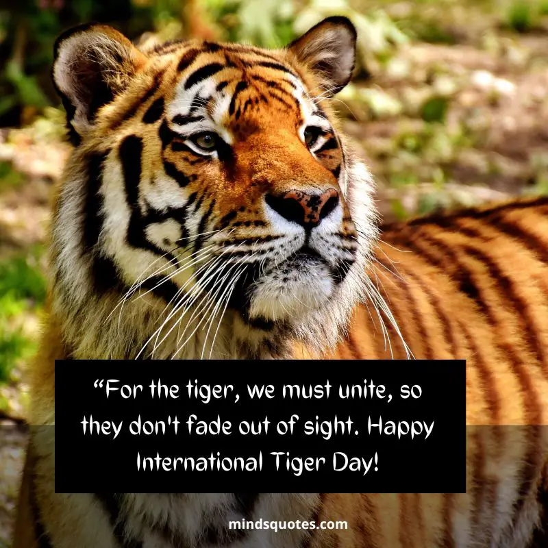 50+ BEST International Tiger Day Quotes, Wishes & Message 6 International Tiger Day Wishes