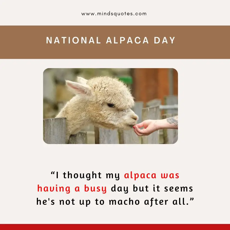 50 BEST National Alpaca Day Quotes & Messages 6 National Alpaca Day Message