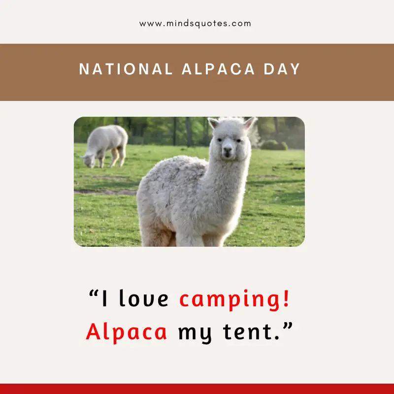 50 BEST National Alpaca Day Quotes & Messages 5 National Alpaca Day Message