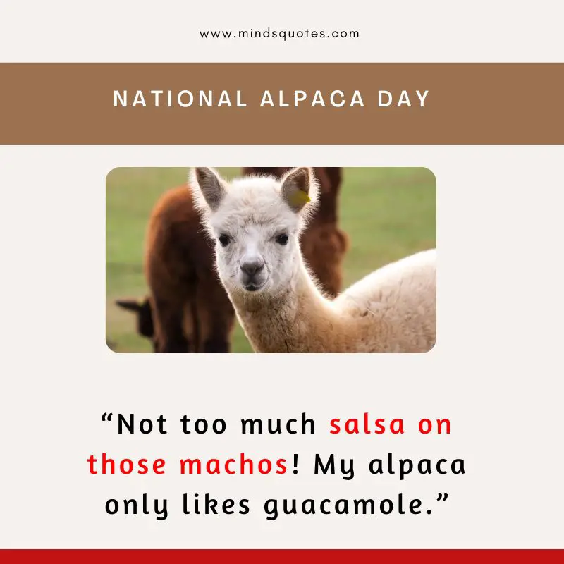50 BEST National Alpaca Day Quotes & Messages 3 National Alpaca Day Quotes