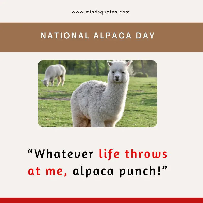 50 BEST National Alpaca Day Quotes & Messages 4 National Alpaca Day Quotes