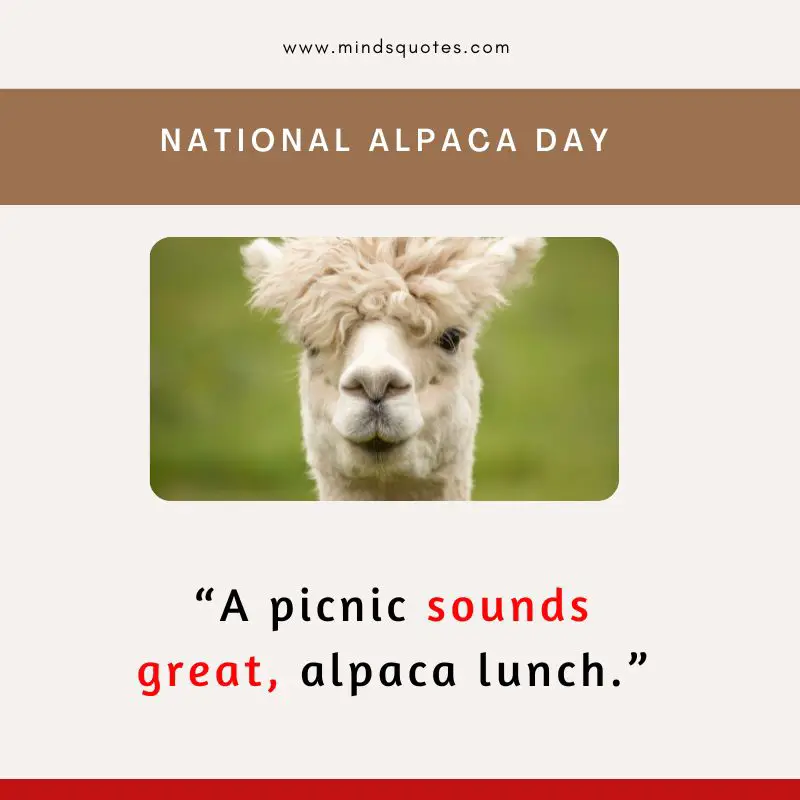 50 BEST National Alpaca Day Quotes & Messages 2 National Alpaca Day Quotes