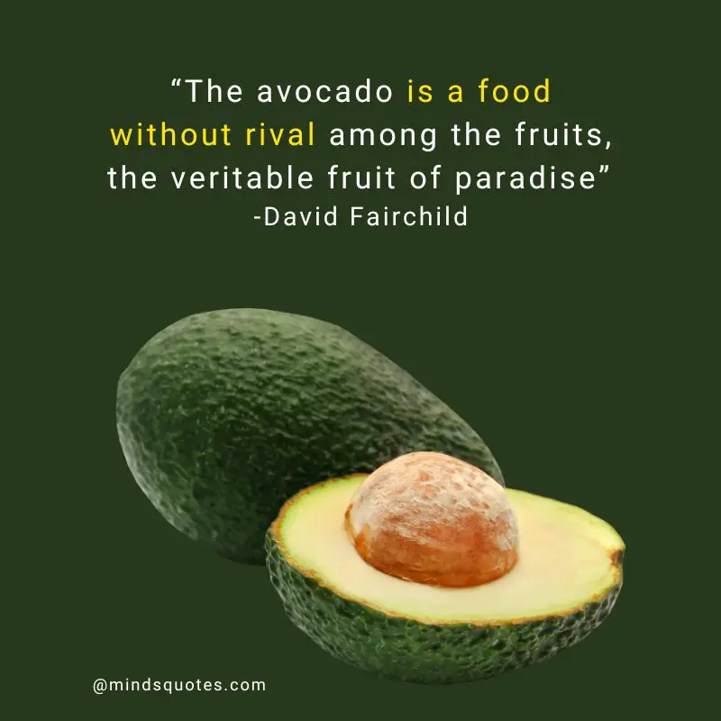 28+ BEST National Avocado Day Quotes, Wishes & Messages 2 National Avocado Day Quotes