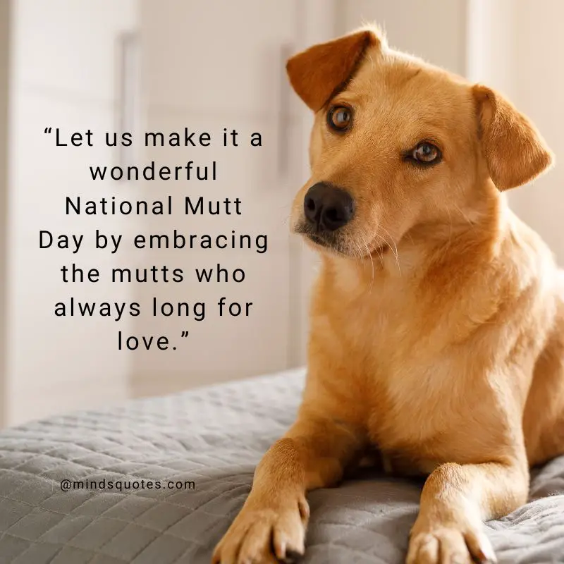 25+ BEST Happy National Mutt Day Quotes, Wishes & Messages 11 National Mutt Day Message