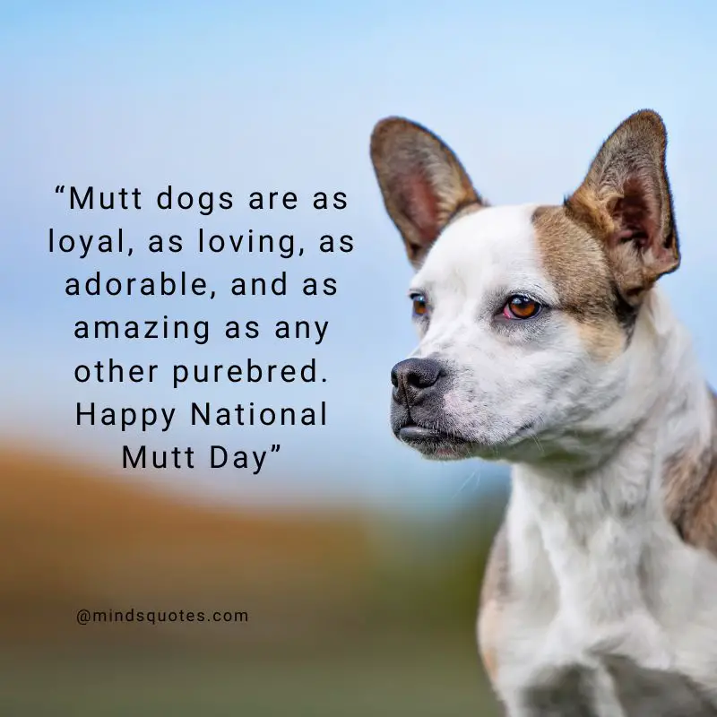 25+ BEST Happy National Mutt Day Quotes, Wishes & Messages 10 National Mutt Day Message