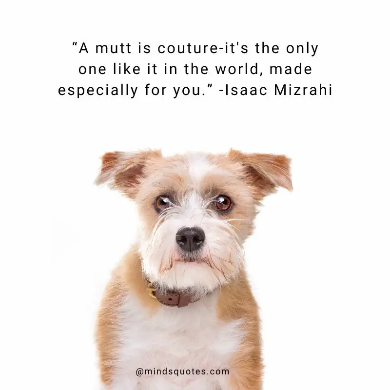 25+ BEST Happy National Mutt Day Quotes, Wishes & Messages 3 National Mutt Day Quotes 1