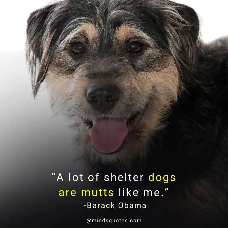 25+ BEST Happy National Mutt Day Quotes, Wishes & Messages 2 National Mutt Day Quotes