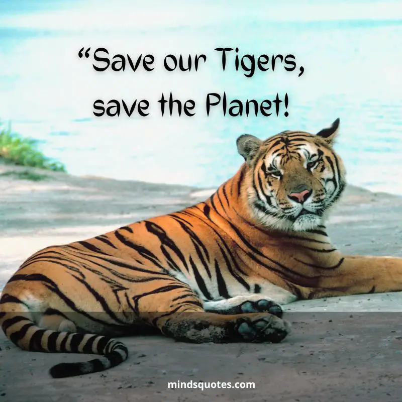 50+ BEST International Tiger Day Quotes, Wishes & Message 15 Save Tiger Day Slogans