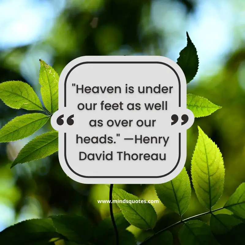 50+ BEST World Nature Conservation Day Quotes & Wishes 4 World Nature Conservation Day Quotes 2022