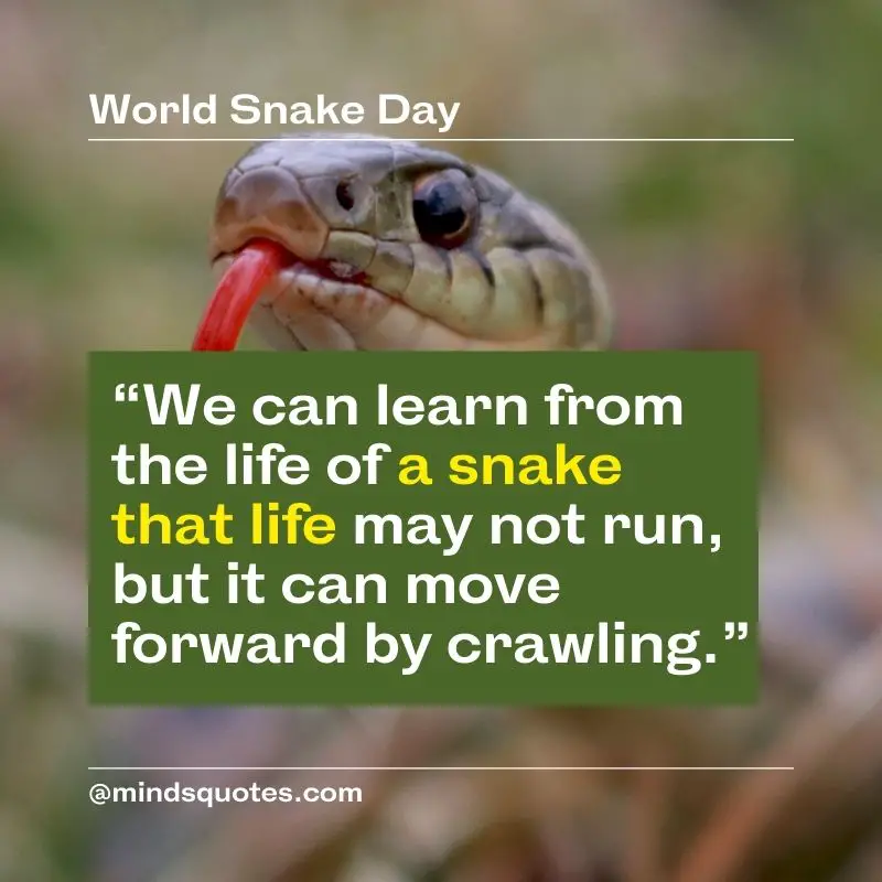 53+ BEST World Snake Day Quotes, Wishes & Messages 5 World Snake Day Quotes