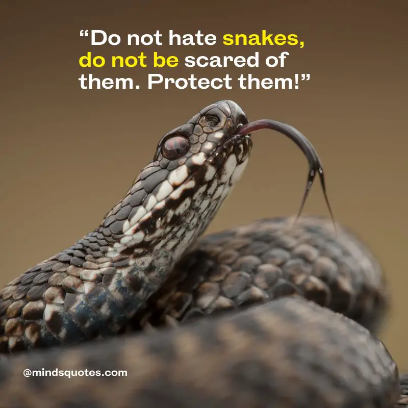 53+ BEST World Snake Day Quotes, Wishes & Messages 15 World Snake Day Quotes Slogans