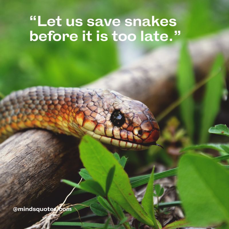 World Snake Day Quotes Slogans 2022