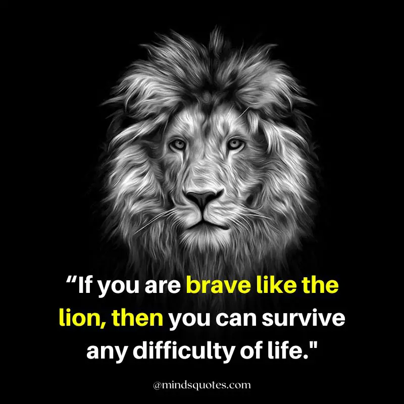 92+ BEST Warrior Lion Quotes on Attitude, Success & Savage 13 attitude powerful lion quotes