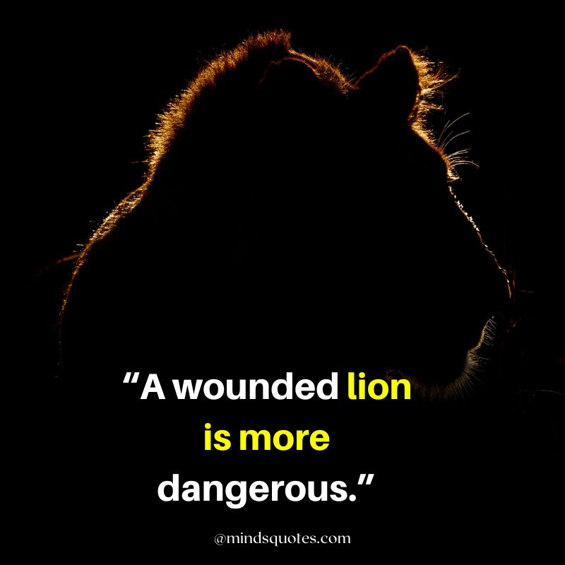 92+ BEST Warrior Lion Quotes on Attitude, Success & Savage 17 attitude powerful lion quotes