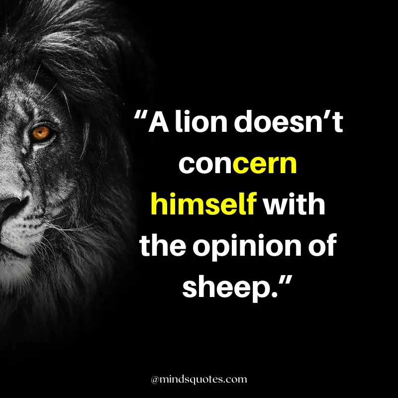 92+ BEST Warrior Lion Quotes on Attitude, Success & Savage 6 attitude powerful lion quotes