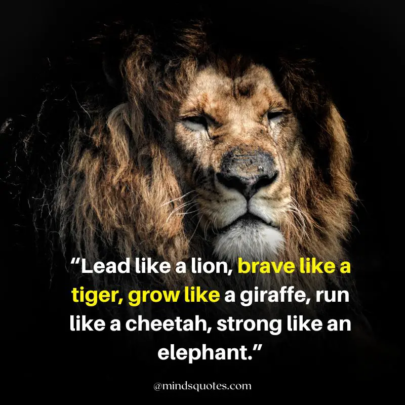 92+ BEST Warrior Lion Quotes on Attitude, Success & Savage 20 lion quotes