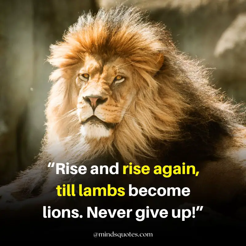 92+ BEST Warrior Lion Quotes on Attitude, Success & Savage 25 motivational lion quotes