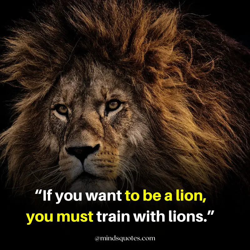 92+ BEST Warrior Lion Quotes on Attitude, Success & Savage 8 savage lion quotes