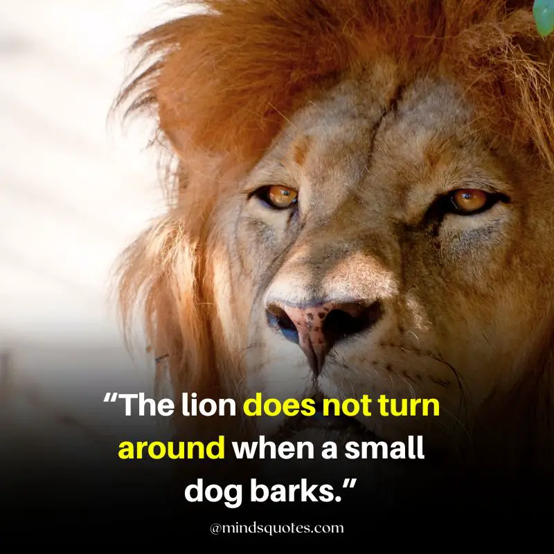 92+ BEST Warrior Lion Quotes on Attitude, Success & Savage 21 savage lion quotes