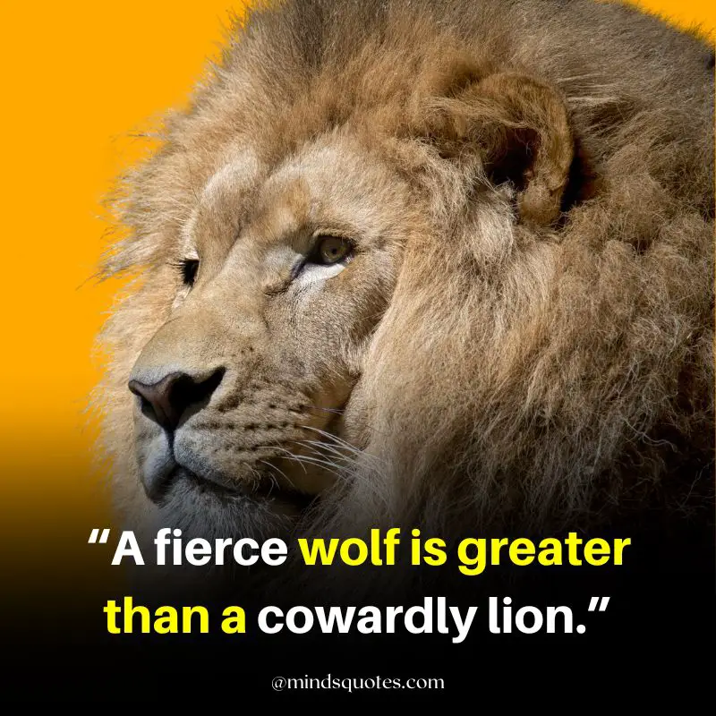 92+ BEST Warrior Lion Quotes on Attitude, Success & Savage 5 savage lion quotes